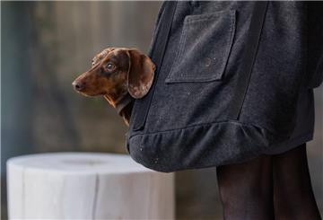 Zwergkurzhaardackel Goethe steckt beim Besuch im neuen Affenpark im Krefelder Zoo in einer Tasche.