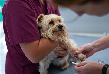 Hundesalon soll Hunde ohne Narkose operiert haben.