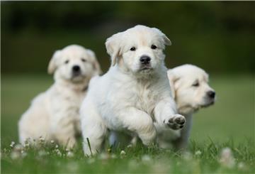 Hundewelpen stehen derzeit hoch im Kurs. Viele Menschen holen sich derzeit kleine Hunde als Begleiter durch die Isolation.
