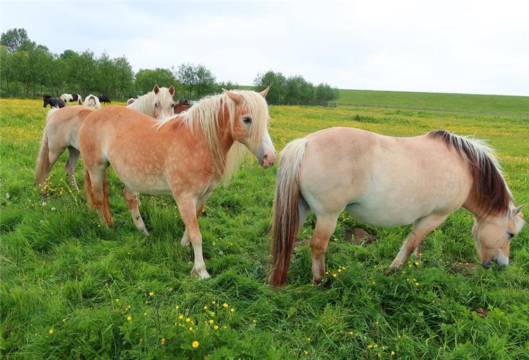 Im Rausch des Radelns Idylle, Pferde, Weiden