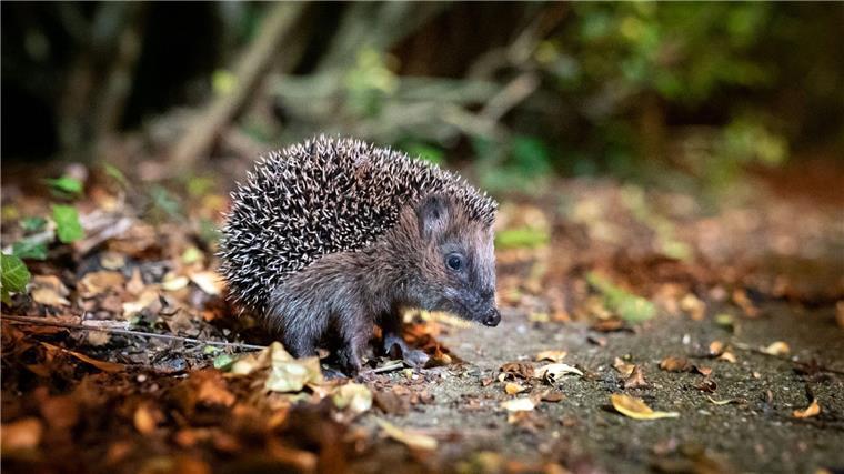 Igel können bei milden Temperaturen noch bis Ende Dezember unterwegs sein. (Archivbild)