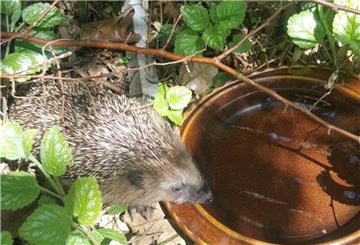 Igel leiden zurzeit unter der Trockenheit. Wer den Tieren helfen möchte, der kann einen Trinknapf in seinem Garten aufstellen. Auch Insekten und Vogelfreuen sich über Trinkstellen. 