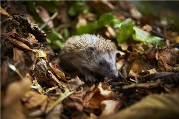 Igel schätzen das zum Haufen aufgetürmte Laub als Schutz gegen Kälte.