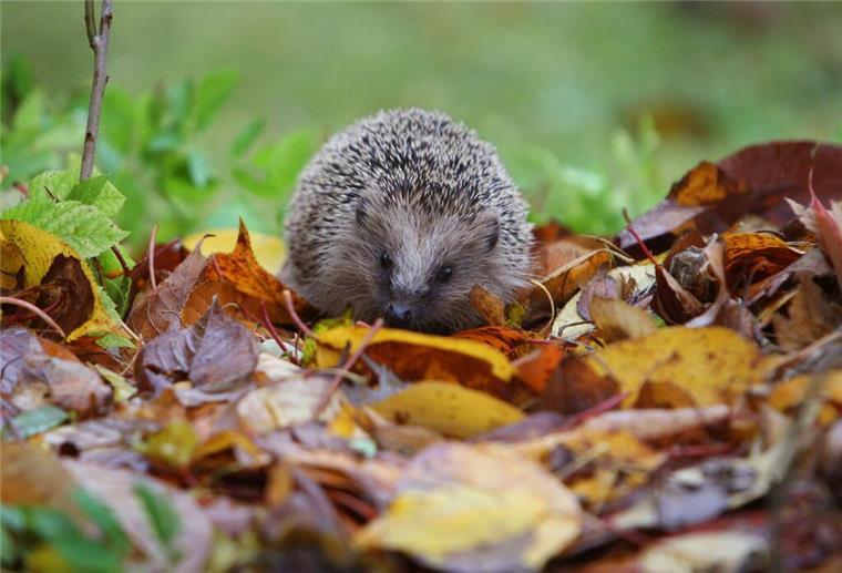 Winterschlaf naht: So hilfst du Igeln richtig Ein Igel läuft durch das Laub in einem Garten.
