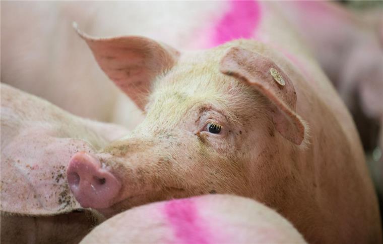 Ihnen droht Gefahr. Ihre wilden Artgenossen und Menschen kommen als Überträger der Afrikanischen Schweinepest in Frage. Sollte der Erreger ein Tier im Stall infizieren, so ist damit Todesurteil für den gesamten Bestand und alle Schweine im Umkreis von bis zu drei Kilometer gefällt.