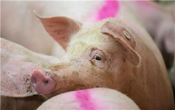 Ihnen droht Gefahr. Ihre wilden Artgenossen und Menschen kommen als Überträger der Afrikanischen Schweinepest in Frage. Sollte der Erreger ein Tier im Stall infizieren, so ist damit Todesurteil für den gesamten Bestand und alle Schweine im Umkreis von bis zu drei Kilometer gefällt.