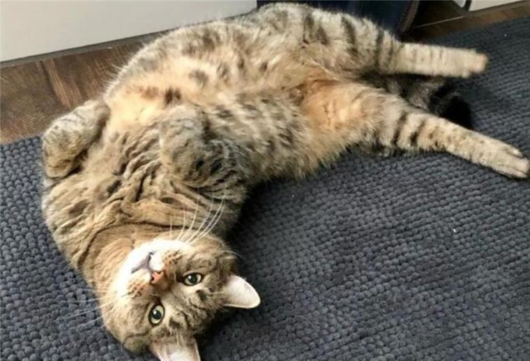 Im alten Zuhause hatte es der Kater gut.