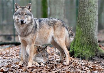 Im Ammerland ist ein Wolf (das Symbolfoto zeigt einen europäischen Wolf) erschossen worden.