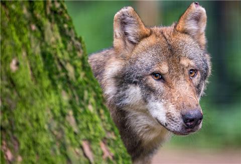 Wolf