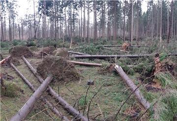 Im Bereich der Revierförsterei Holzurburg (Geestland) sind vor allem Fichten vom Orkan in den vergangenen Tagen samt Wurzelballen aus dem Boden gerissen worden.