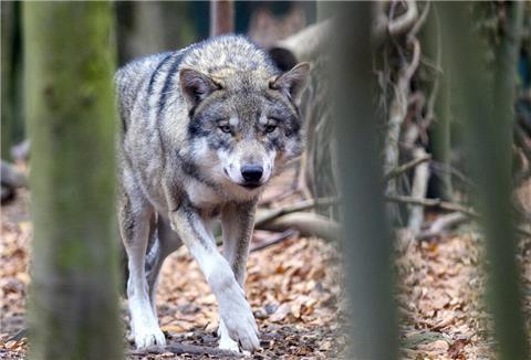 Wolf