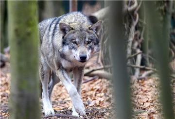 Wolf