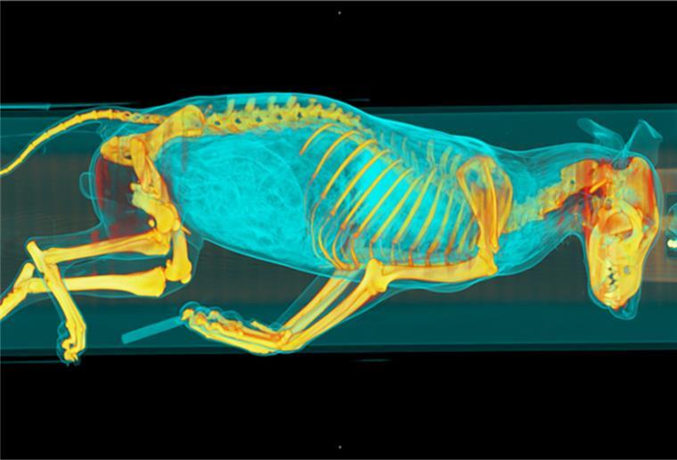 Die Aufnahme eines Computertomografen zeigt einen toten Wolf, der im Berliner Leibniz-Institut für Zoo- und Wildtierforschung untersucht wird. 