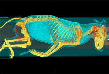 Die Aufnahme eines Computertomografen zeigt einen toten Wolf, der im Berliner Leibniz-Institut für Zoo- und Wildtierforschung untersucht wird. 