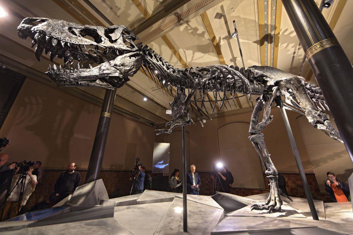T. rex zeigt in Berlin seine Zähne Berliner Naturkundemuseum präsentiert Tyrannosaurus rex