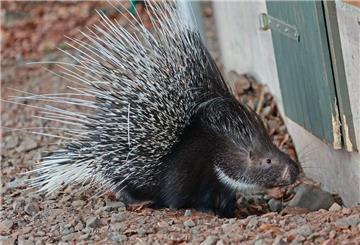 Im Cuxland wird nach einem Stachelschwein gesucht. Nachdem ein Teil der Familie bereits zurück zum Tierpark gebracht wurde, fehlt jetzt noch ein Jungtier.