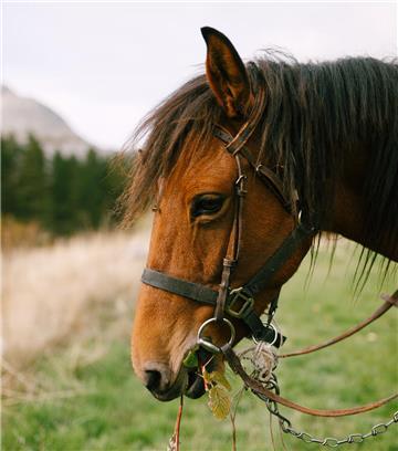 Pferd