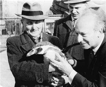 Im Februar 1960 konnte Zoodirektor Dr. Kurt Ehlers (rechts) den 250.000. Besuche...