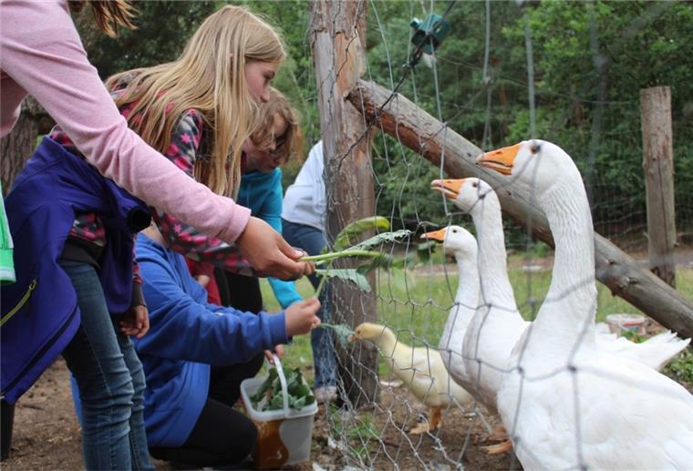 Im Ferienort Wulsbüttel gelegen bietet die Dreptefarm neben viel Natur und Abenteuern auch hautnahe Begegnungen mit alten Haustierrassen.