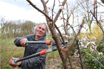 Im Frühling schneidet Karsten Murck die Äste seiner Obstbäume zurück.