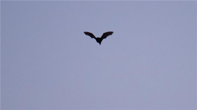 Von Tier zu Vampir: Fledermäuse im Film Im Gegensatz zu der verbreiteten Vorstellung ernähren sich die meisten Fledermäuse nicht von Blut, sondern von Insekten. (Archivbild)
