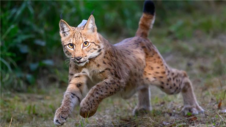 Neue Luchs-Dame soll im Harz für Nachwuchs sorgen Im Harz sollen wieder mehr Luchse angesiedelt werden. (Symbolbild)