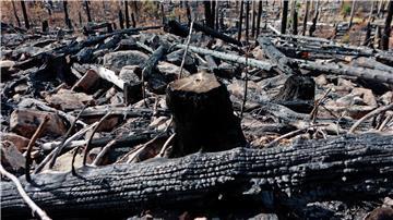 Im Harz wird weiter nach der Ursache des Feuers gesucht. (Archivfoto)
