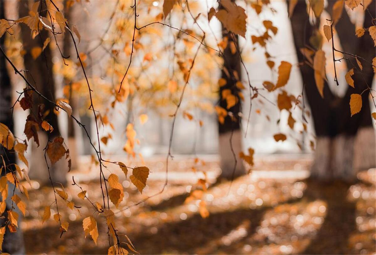 Fit durch den Herbst – So beugen Sie Krankheiten vor Gelbe Blätter