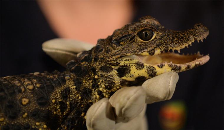 Im Klimahaus in Bremerhaven steht die tierische Inventur an Im Klimahaus werden am Freitag alle Tiere für die Inventur gezählt.