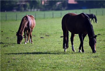 Im Kreis Cuxhaven wurde bei einem Pferd das West-Nil-Virus nachgewiesen.