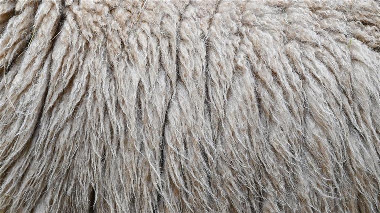 Mann verbrennt Wolle ‒ und muss mit hoher Geldstrafe rechnen Im Landkreis Harburg verbrannte ein Mann Schafwolle - und muss mit einer hohen Strafe rechnen. (Symbolbild)