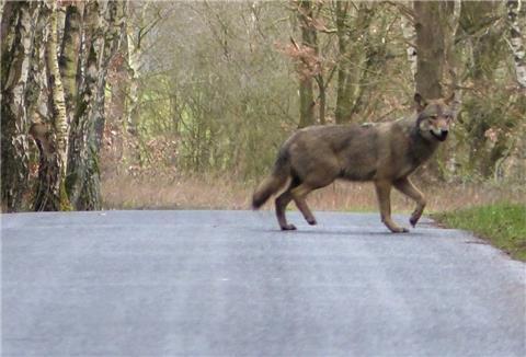 Wolf läuft über die Straße.