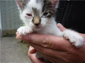 Im Landkreis steigt die Zahl der frei lebenden Katzen weiter an. 
