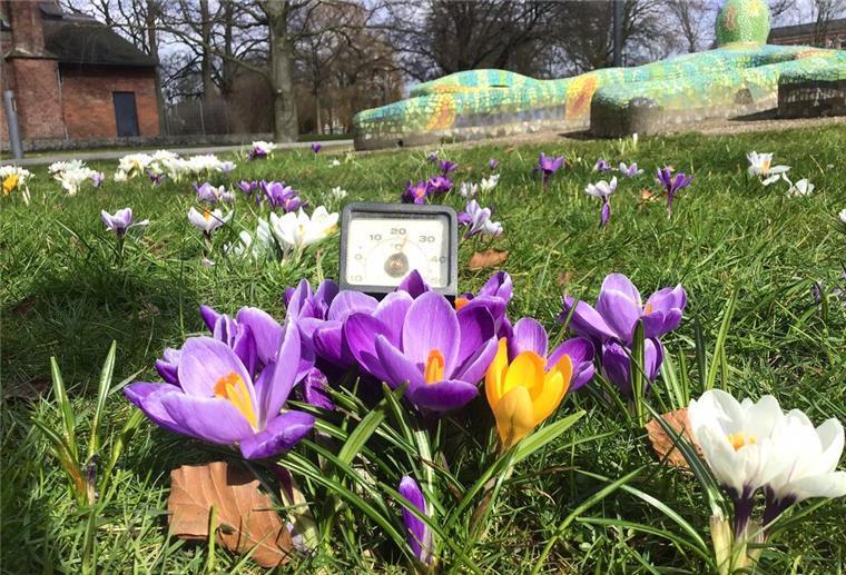 Winterlinge und Krokusse blühen schon 
