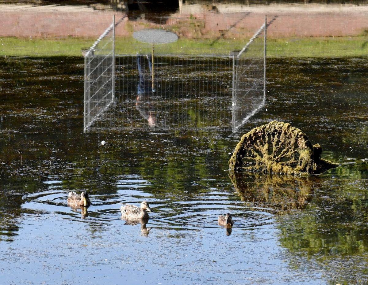 Im Moment ist immer noch zu viel Wasser im Hafenbecken, um die Fische herauszuholen. Die Enten nutzen den 25-Zentimeter-Wasserstand, um ihre Runden auf dem Holzhafen in Bremerhaven zu drehen. Geplant ist, auch die Entenpaare mit ihren Küken umzusiedeln.