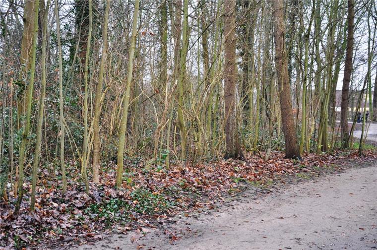 Im Nordenhamer Friedeburgpark  gibt es viel Wildwuchs.  Den möchte der Bauhof weitgehend entfernen lassen.