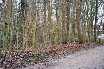 Im Nordenhamer Friedeburgpark  gibt es viel Wildwuchs.  Den möchte der Bauhof weitgehend entfernen lassen.