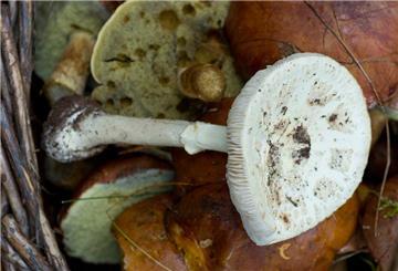  Ein Korb mit Maronen-Röhrlingen und einem giftigen Knollenblätterpilz steht in einem Wald. 