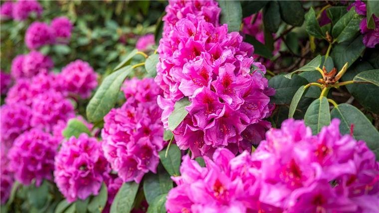 Blütenmeer in Pink und Pastell - Park feiert Rhododendron Im Park der Gärten dreht sich an diesem Wochenende alles um die Pflanzengruppe Rhododendron.