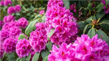 Im Park der Gärten dreht sich an diesem Wochenende alles um die Pflanzengruppe Rhododendron.