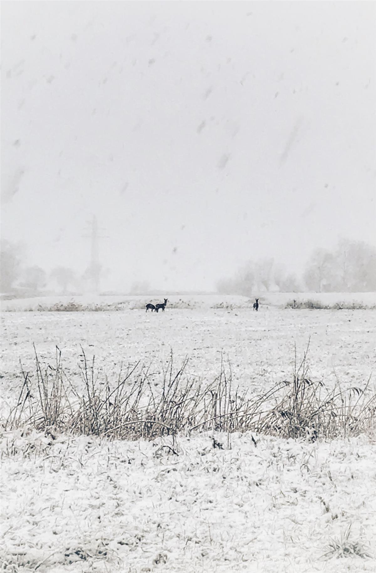 Im Schnee geht die Tarnung schnell verloren. Foto Hübner