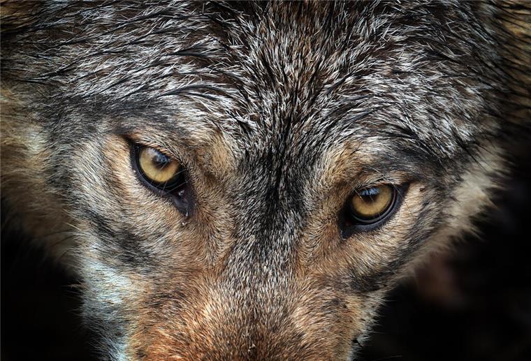 Ein Wolf steht in einem Wildpark in seinem Gehege