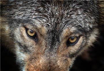 Ein Wolf steht in einem Wildpark in seinem Gehege