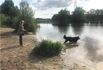 Hund läuft ins Wasser