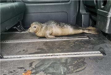 Im Streifenwagen konnte sich der Seehund bis zum Eintreffen der Feuerwehr ausruhen.