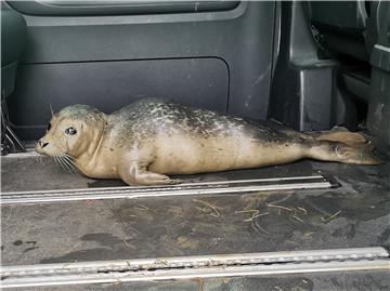Im Streifenwagen konnte sich der Seehund nach seiner Rettung am vergangenen Donnerstag aus dem Weserschlick bis zum Eintreffen der Feuerwehr ausruhen.