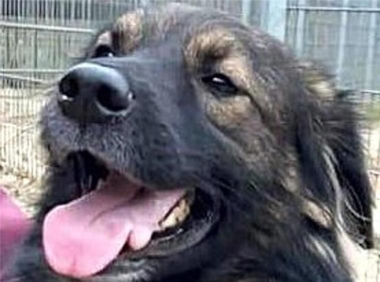 Ein Hund mit dunklem Fell hechelt. Fuchsmix Canello sucht ein neues Zuhause. 