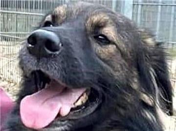 Ein Hund mit dunklem Fell hechelt. Fuchsmix Canello sucht ein neues Zuhause. 