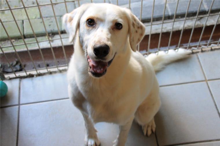 Im Tierheim in Bremerhaven werden in den Sommermonaten vermehrt Tiere abgegeben.  Im Vergleich zum Vorjahr sind die Zahlen vor allem bei Hunden angestiegen. Mischling Yaki ist seit Anfang Juli im Tierheim.
