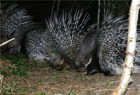 Im Tierpark Cux-Art in Beverstedt sind neuen Stachelschweine ausgebüxt. Eins wird immer noch vermisst. 